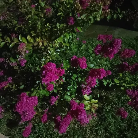Alexandra's Garden * Paliouri