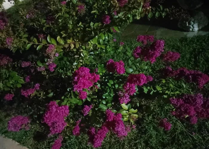 Alexandra's Garden * Paliouri