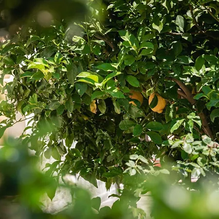 Apartment Alexandra's Garden *