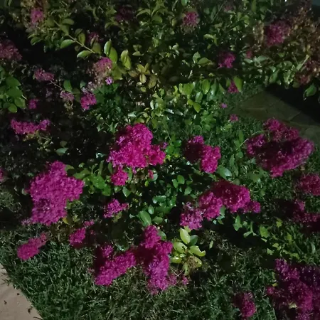 Apartment Alexandra's Garden *