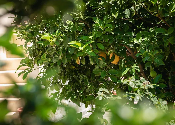 Appartement Alexandra's Garden *